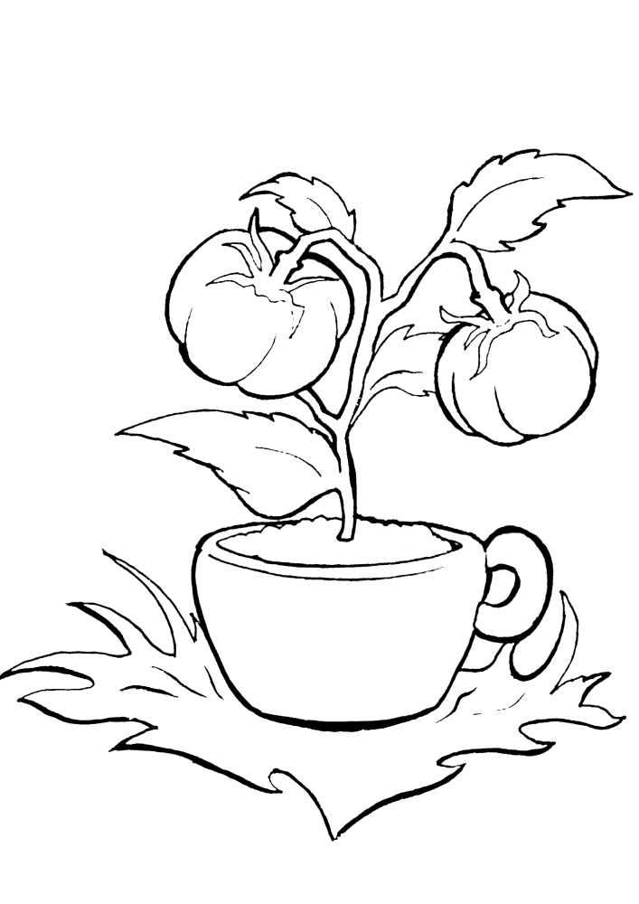 Coloring page Growing tomatoes Print